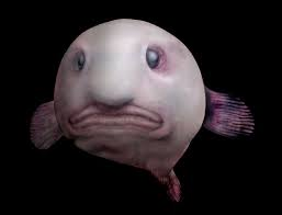 Illustration for article titled Inaugural Clashtalk post - Blobfish